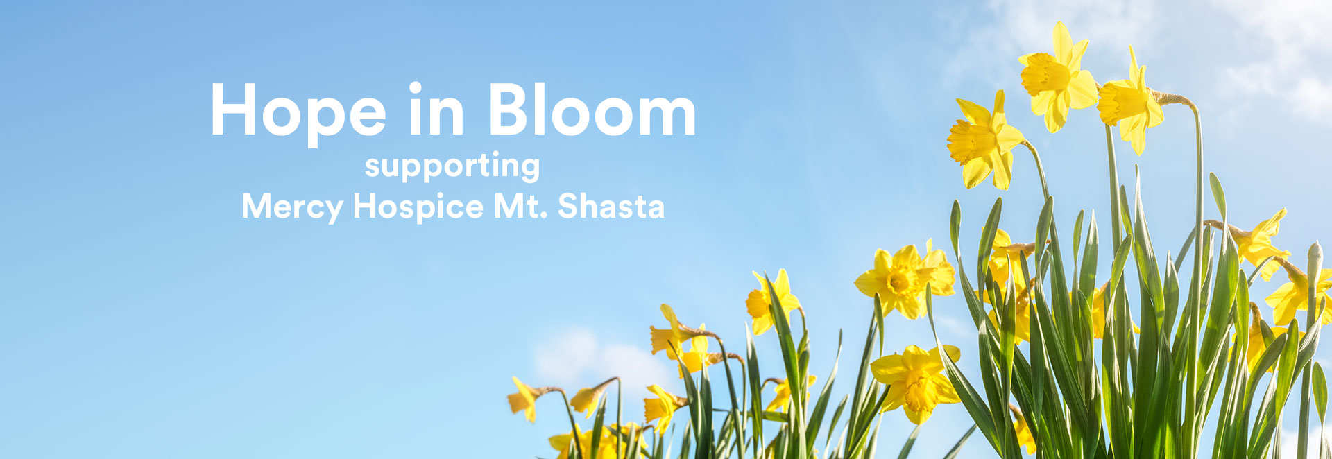 Daffodils with blue sky and text