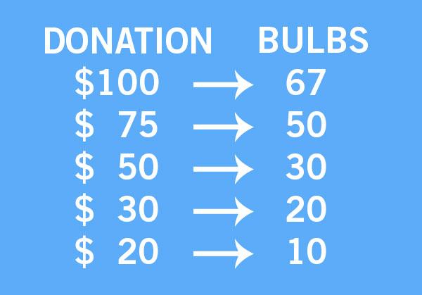 Chart showing donation amount and bulbs received.
