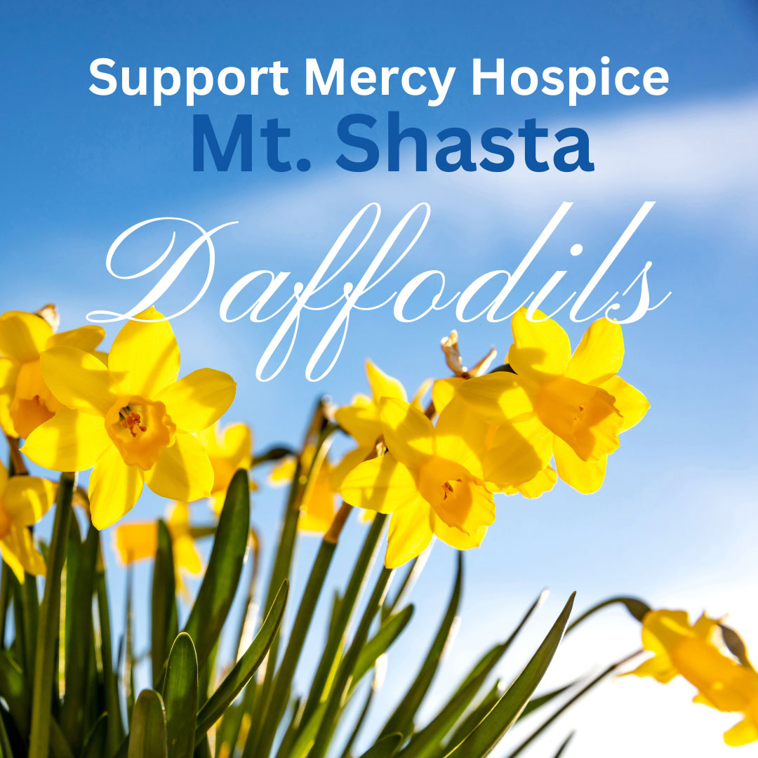 Photo of daffodils with text overlay to support mercy hospital mt. shasta