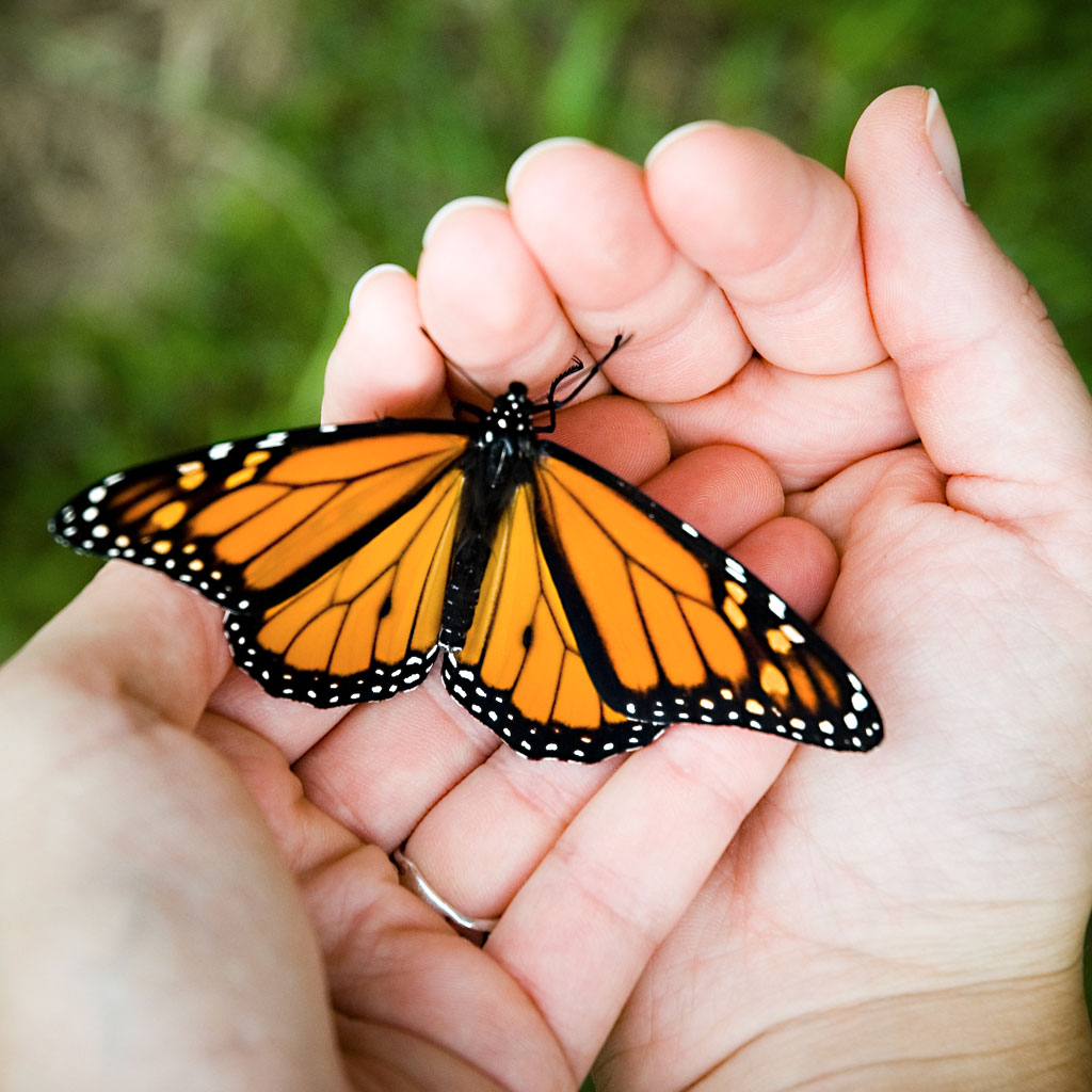 Butterfly in hands