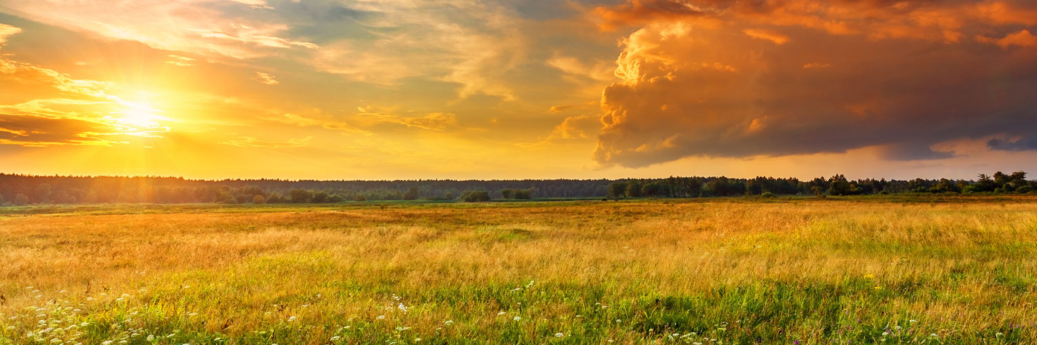 Field at sunrise